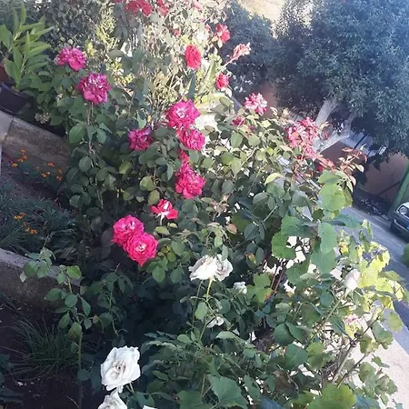 Smestaj Rakovic Pribojska Banja